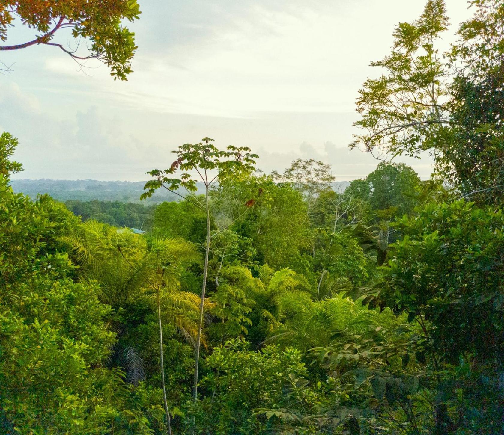 Corcovado Private Villas - Corcovado Private Reserve Пуэрто-Хименес Экстерьер фото