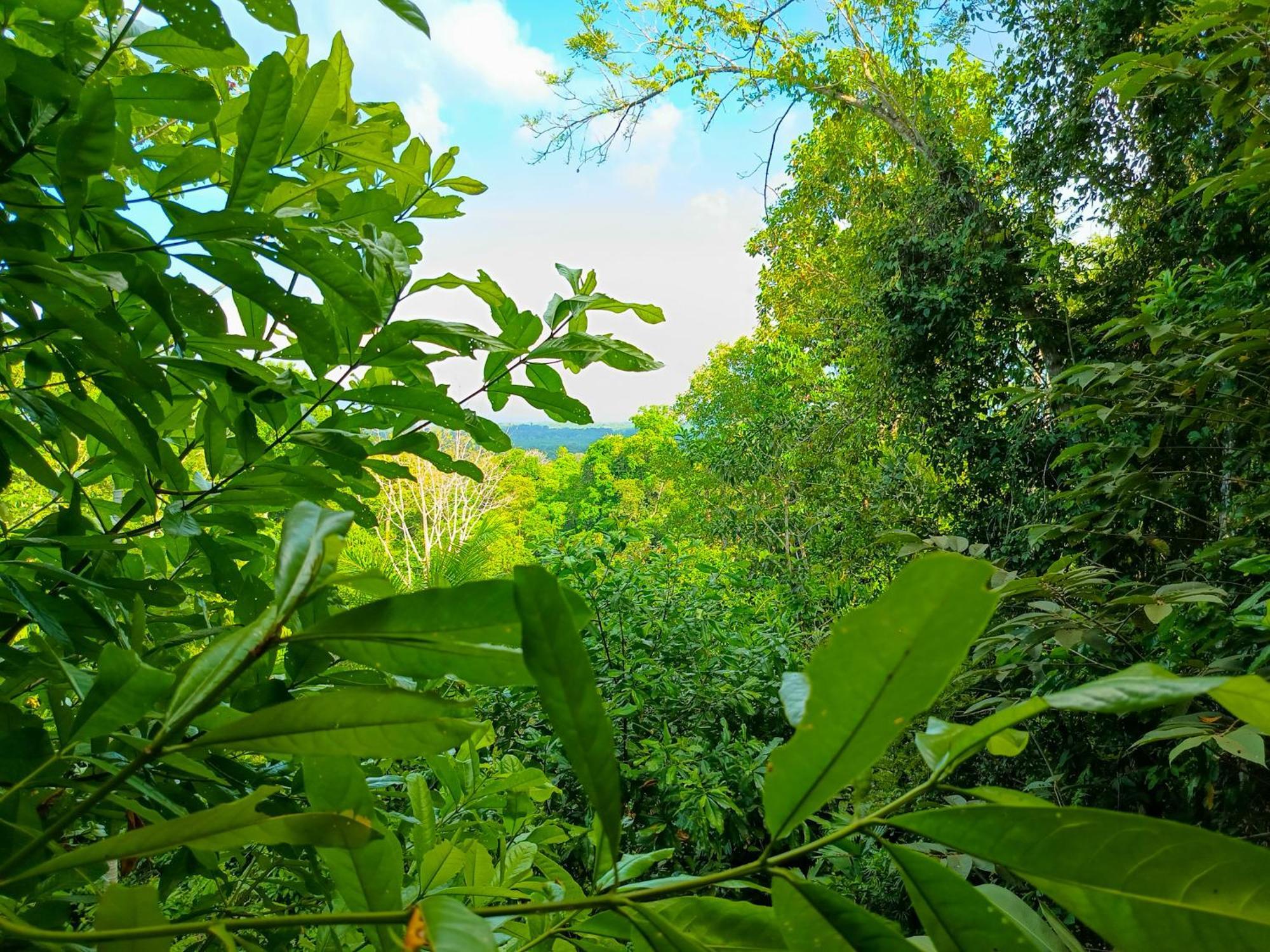Corcovado Private Villas - Corcovado Private Reserve Пуэрто-Хименес Экстерьер фото