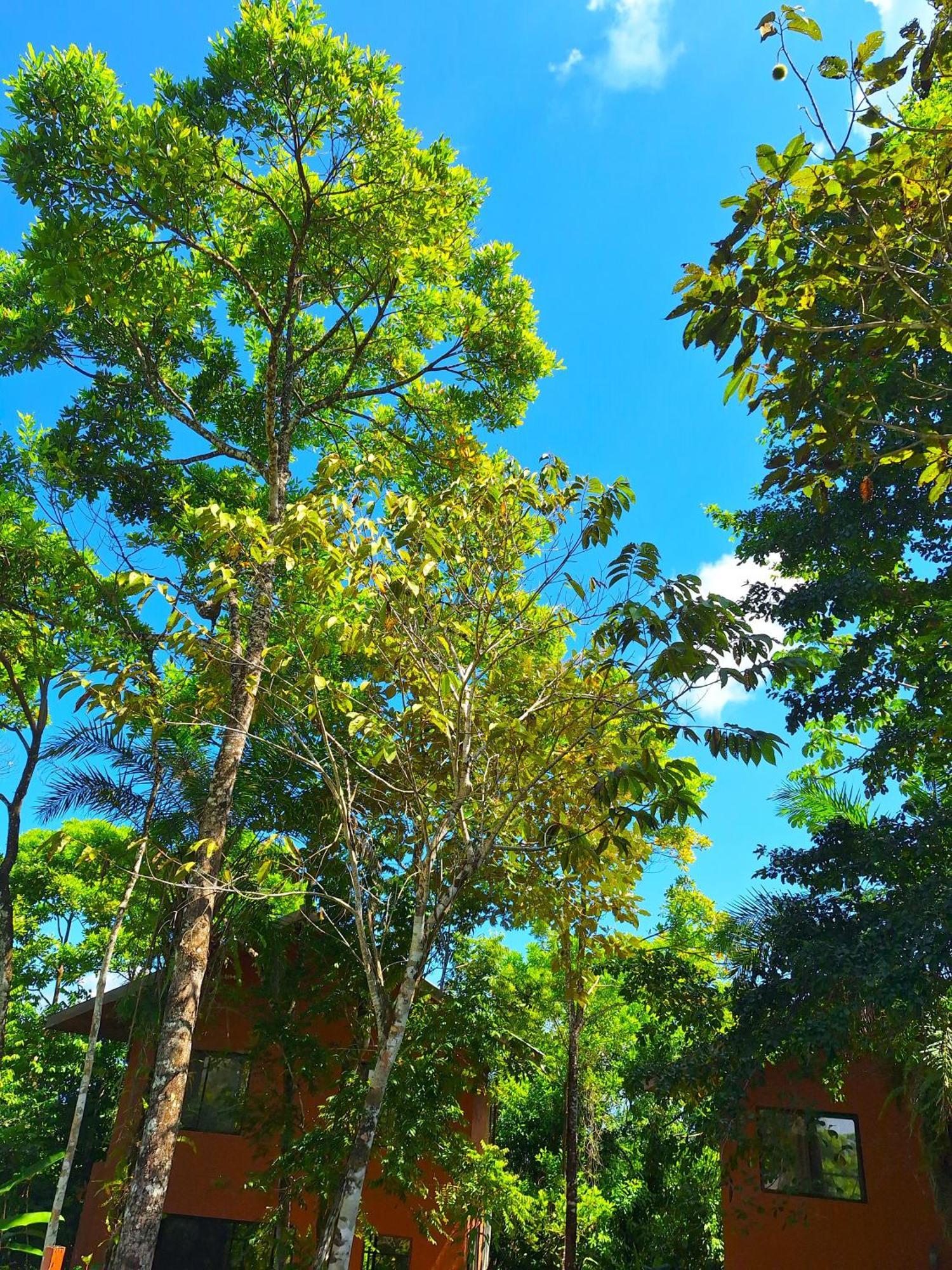 Corcovado Private Villas - Corcovado Private Reserve Пуэрто-Хименес Экстерьер фото